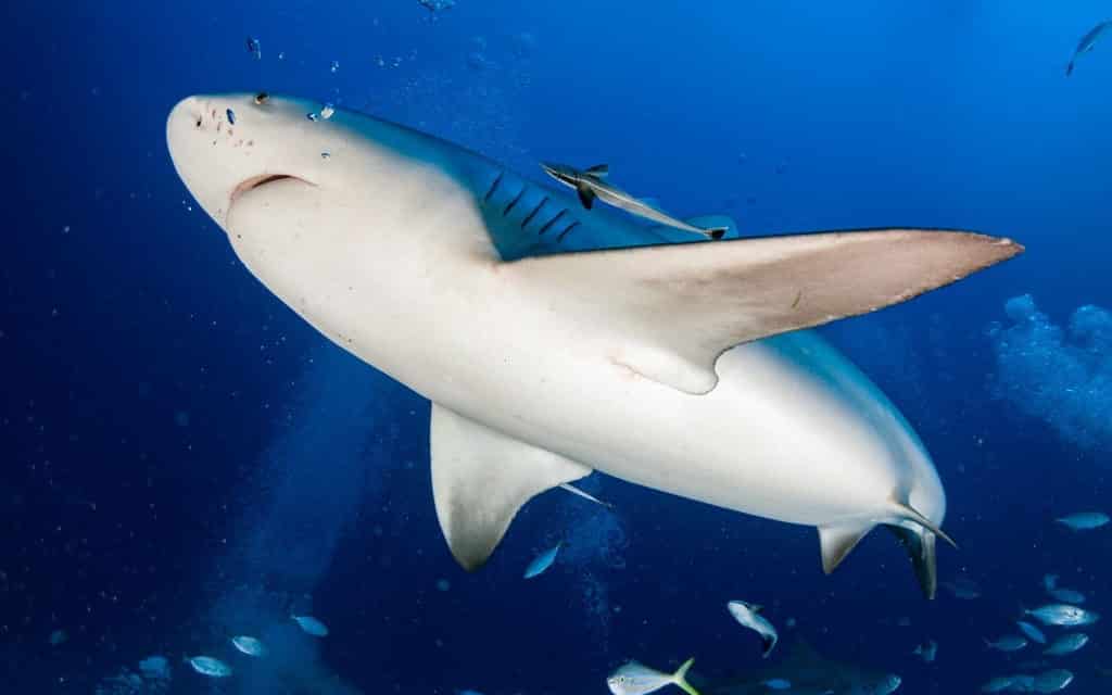 ¡Sorprendente! Tiburones en las Playas de Cancún